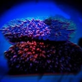 Preview image for the video "Shubzin - Live Audioreactive Visuals by bdrspace".