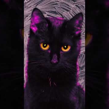 Preview image for the video "Cat Loop".