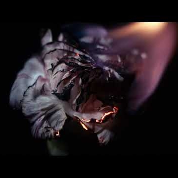 Preview image for the video "Hollow".