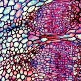 Preview image for the video "Xylem".