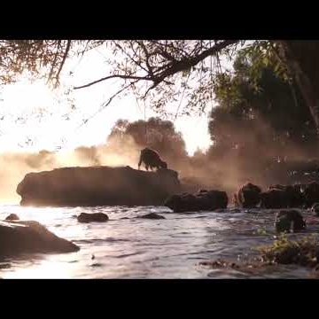 Preview image for the video "Buffalo - Teaser ".