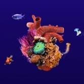 Preview image for the video "Heart of the Sea".