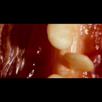 Preview image for the video "Music video for Dusky by colinelves".