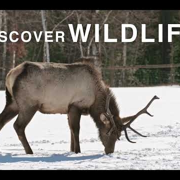 Preview image for the video "Yellowstone National Park promo video".