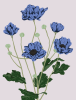 Blue poppy’s in multiple stages of bloom, with multiple large leaves.