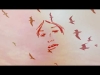 Preview image for the video "Marianne Faithfull - Vagabond Ways (demo)".